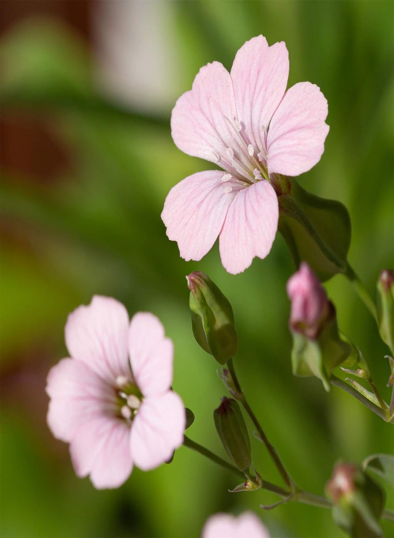 جي جوت بذور زهرة صابون الجمال الوردي - Saponaria vaccaria 'Pink Beauty'، للزراعة في حديقة المنزل باستخدام مشعل ثقيل، 800 بذرة