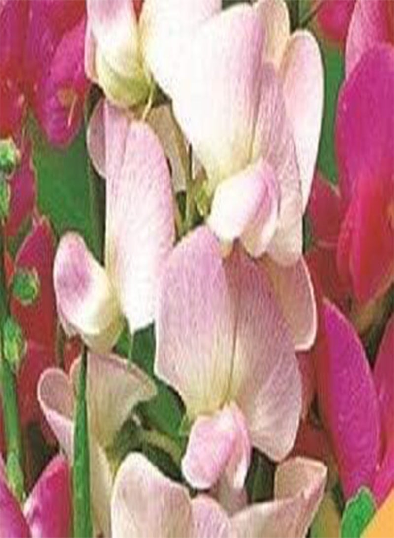 GGOOT Seeds of Herbaceous Border Collection (Aquilegia Nora Barlow, Sweet Pea Everlasting, Forget Me Not Blue Cloud And Verbena Bonariensis) - Image 2