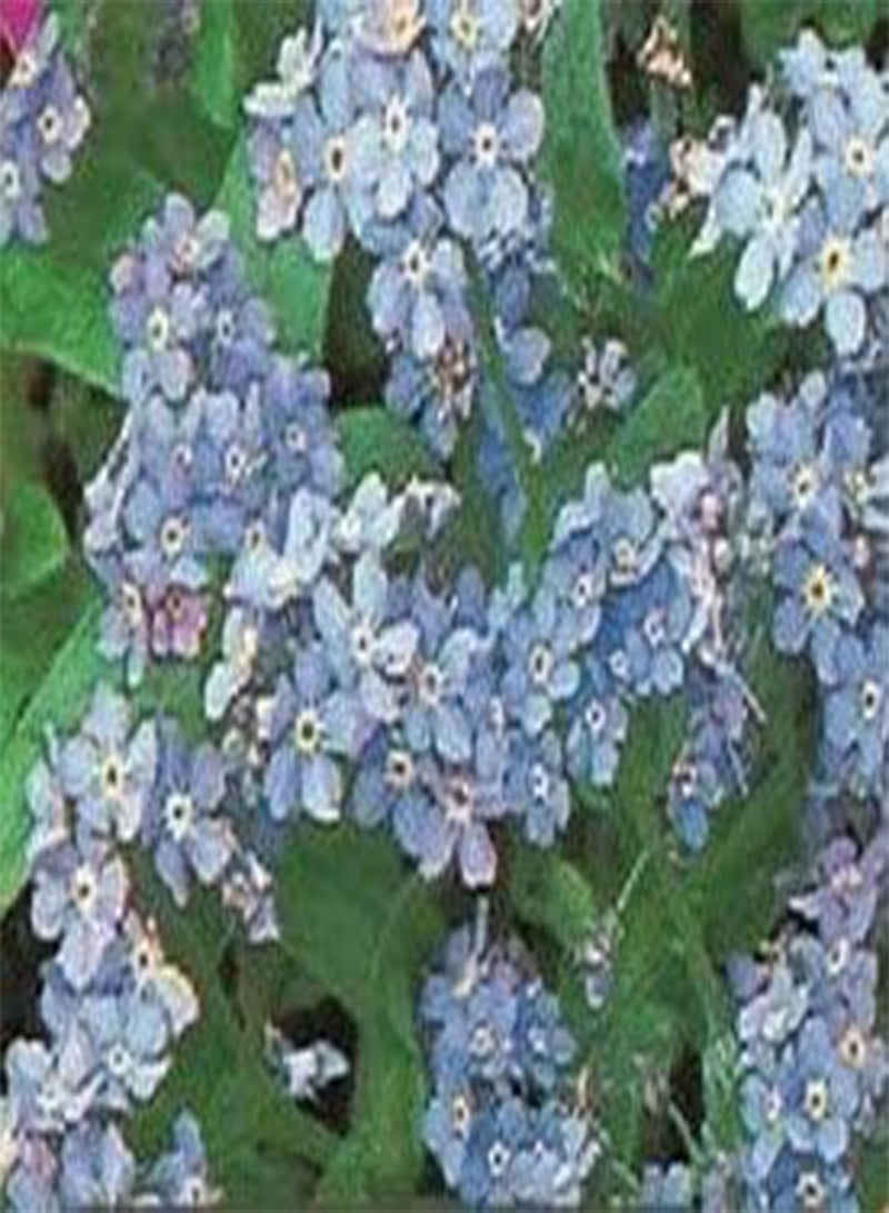GGOOT Seeds of Herbaceous Border Collection (Aquilegia Nora Barlow, Sweet Pea Everlasting, Forget Me Not Blue Cloud And Verbena Bonariensis) - Image 3