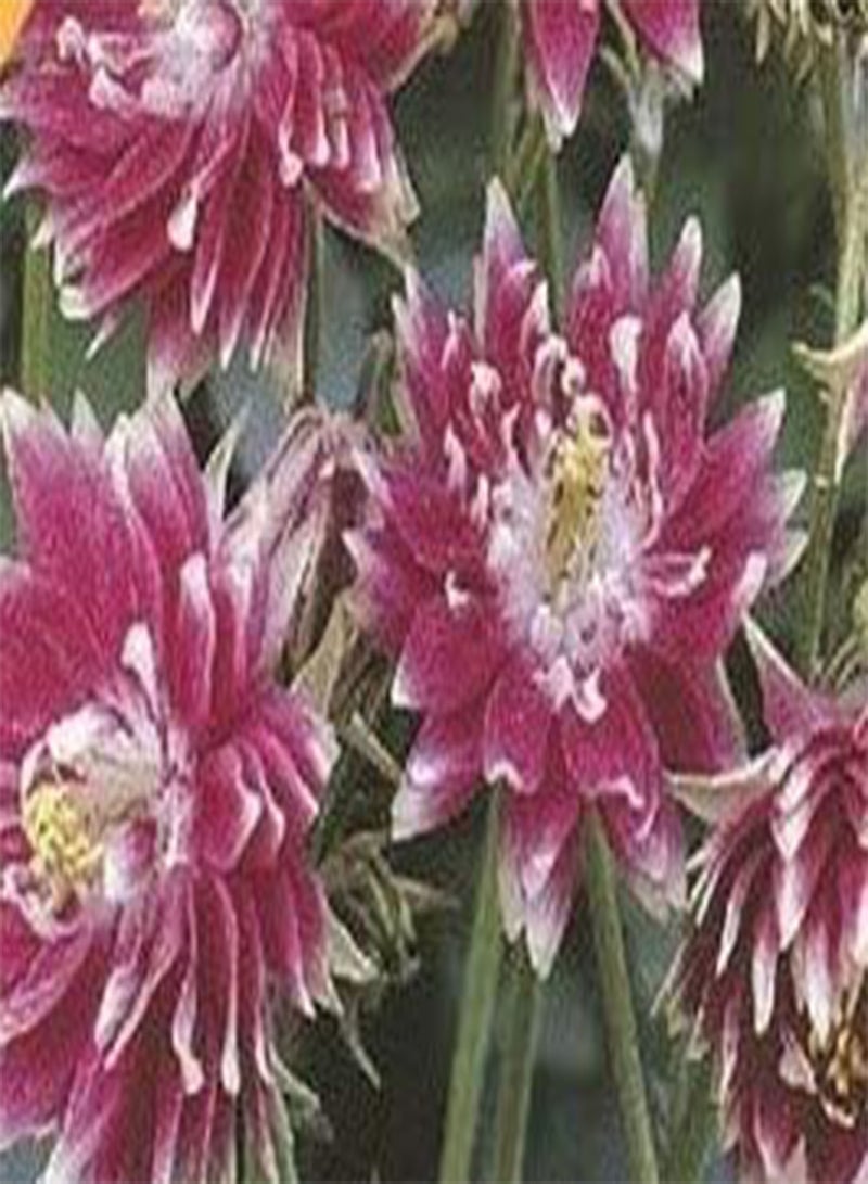 GGOOT Seeds of Herbaceous Border Collection (Aquilegia Nora Barlow, Sweet Pea Everlasting, Forget Me Not Blue Cloud And Verbena Bonariensis) - Image 1