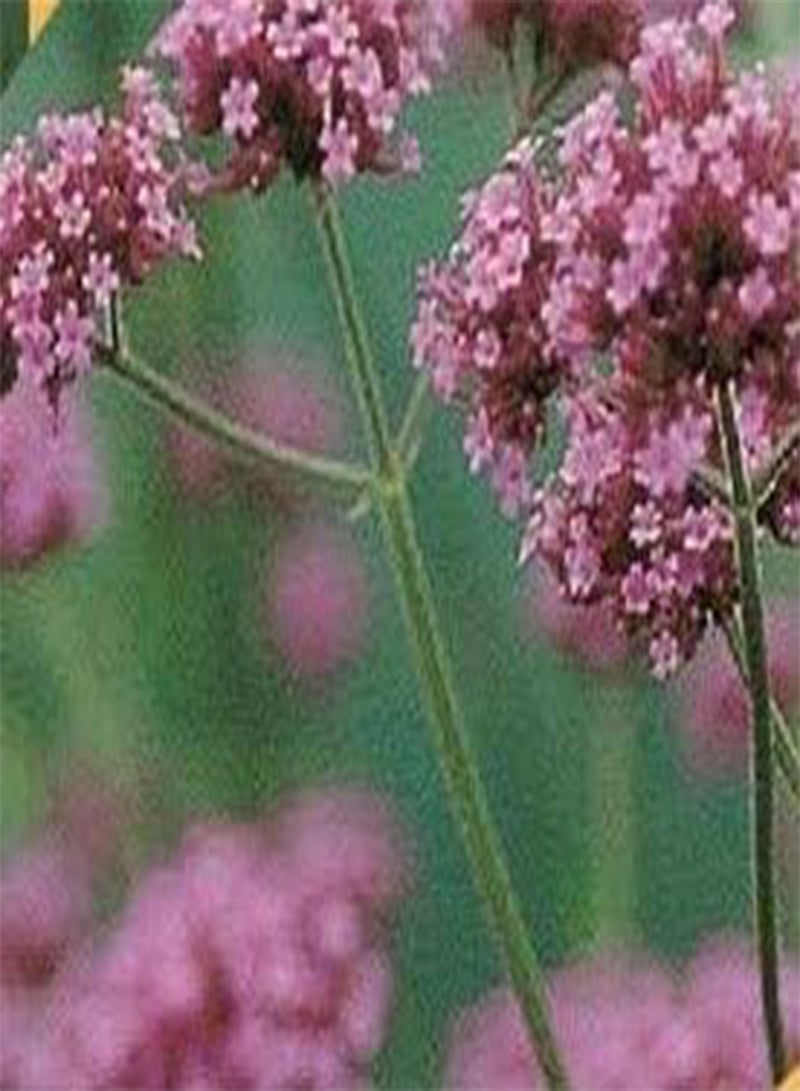 GGOOT Seeds of Herbaceous Border Collection (Aquilegia Nora Barlow, Sweet Pea Everlasting, Forget Me Not Blue Cloud And Verbena Bonariensis) - Image 4