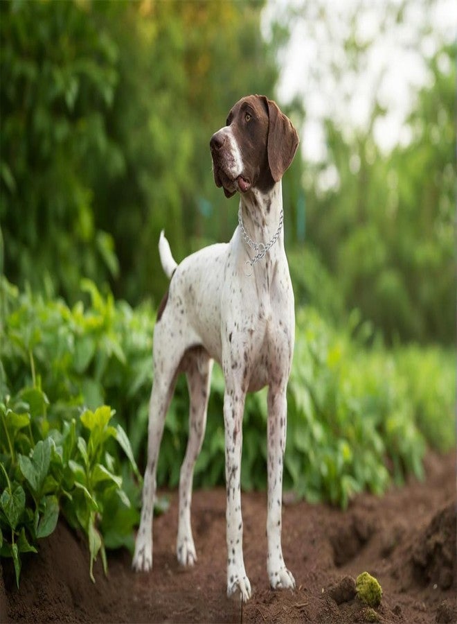 TELEYI Silver Dog Collar Chain,SUS304 Stainless Steel Metal Slip Link Martingale Dog Collars Chain Training Heavy Duty Dogs Choke Collars Puppy Collars for XXS XS Small Medium Large Big Breed Pet,S - Image 2