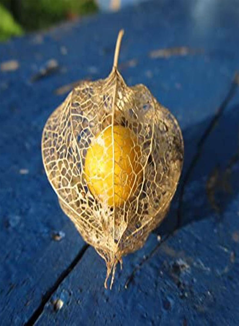 جي جوت 50 قطعة/كيس بذور للزراعة، بذور الكرز البري البيروفي سهلة الزراعة، مغذية ووفيرة، محصول نقدي، سهلة الزراعة، البستنة، ديكور المنزل - بذور فيساليس بروينوزا* - Image 5