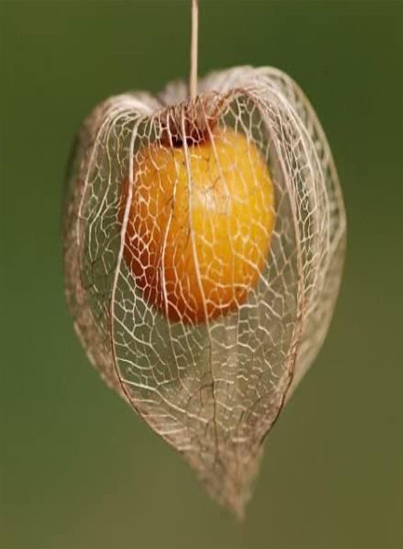 جي جوت 50 قطعة/كيس بذور للزراعة، بذور الكرز البري البيروفي سهلة الزراعة، مغذية ووفيرة، محصول نقدي، سهلة الزراعة، البستنة، ديكور المنزل - بذور فيساليس بروينوزا* - Image 4