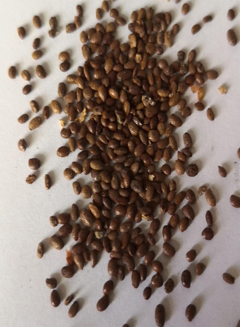 GGOOT Fresh Fruit Seed with 20Pcs Red Kiwi Seeds Actinidia Bonsai Delicious Fruit Tree Plant Garden Decor for Planting Garden Yard Home Landscaping - Image 1