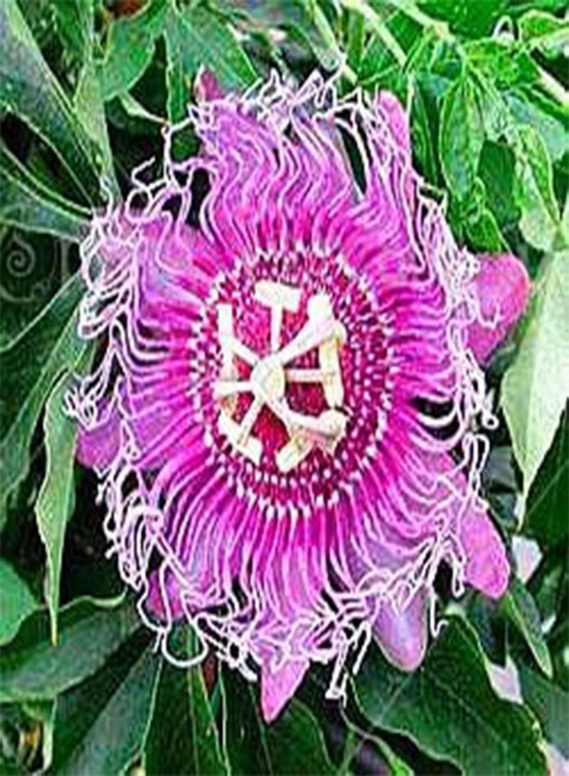 GGOOT 5pcs Passion Flower (Passiflora incarnata), Plant Exotic Passion Fruit Seeds Passiflora Edulis for Home Garden 2 - Image 1