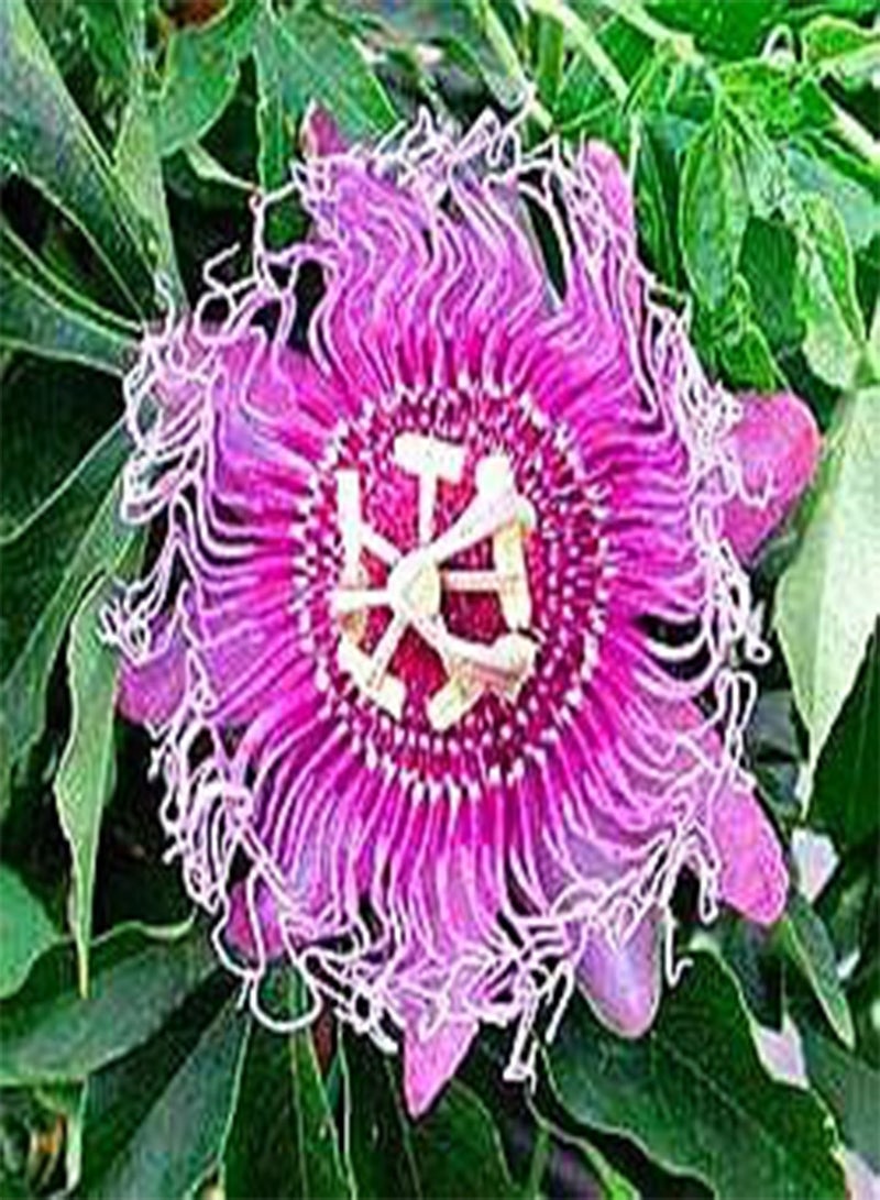 GGOOT 5pcs Passion Flower (Passiflora incarnata), Plant Exotic Passion Fruit Seeds Passiflora Edulis for Home Garden 2 - Image 3