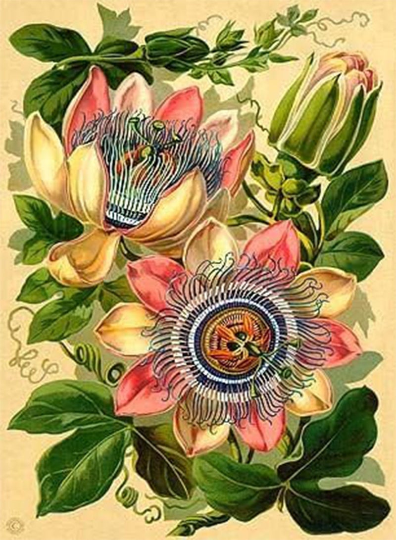 GGOOT 5pcs Passion Flower (Passiflora incarnata), Plant Exotic Passion Fruit Seeds Passiflora Edulis for Home Garden 2 - Image 2