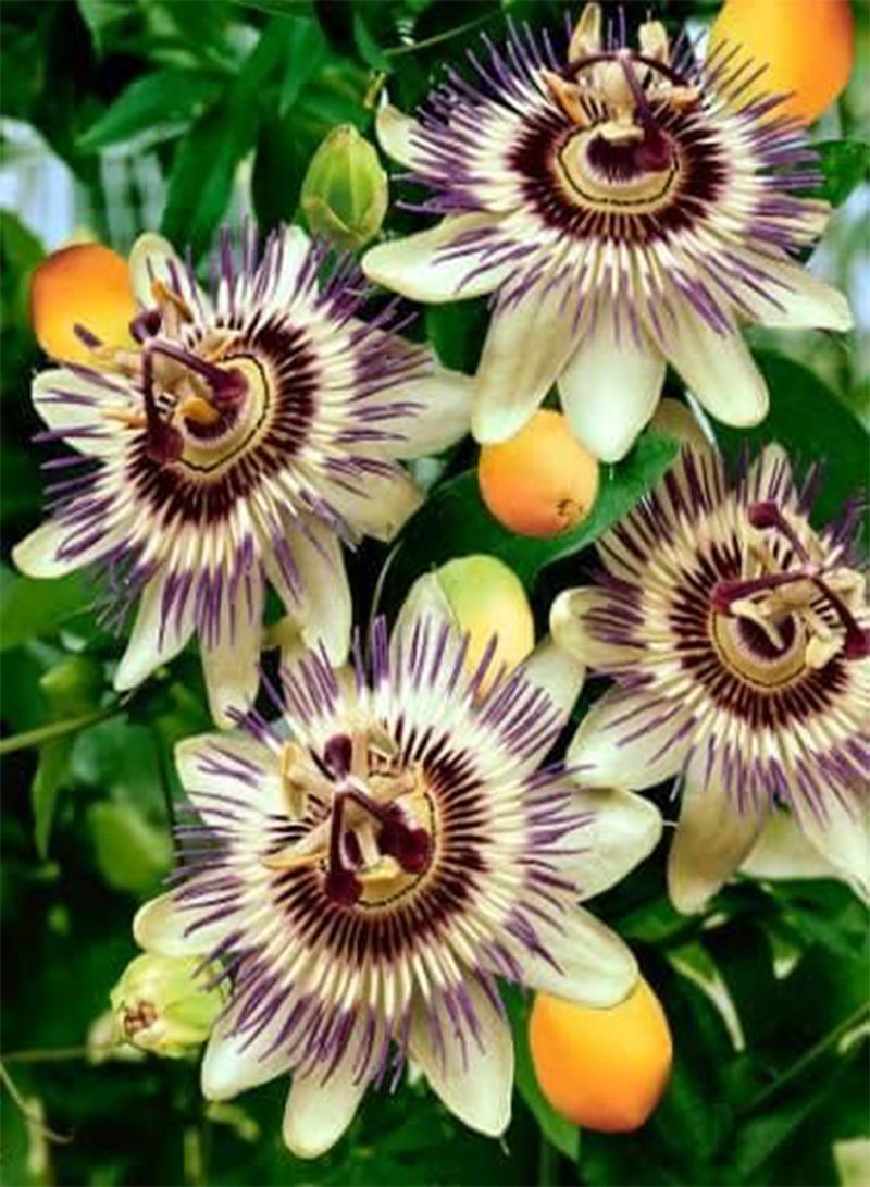 GGOOT 5pcs Passion Flower (Passiflora incarnata), Plant Exotic Passion Fruit Seeds Passiflora Edulis for Home Garden 2 - Image 4