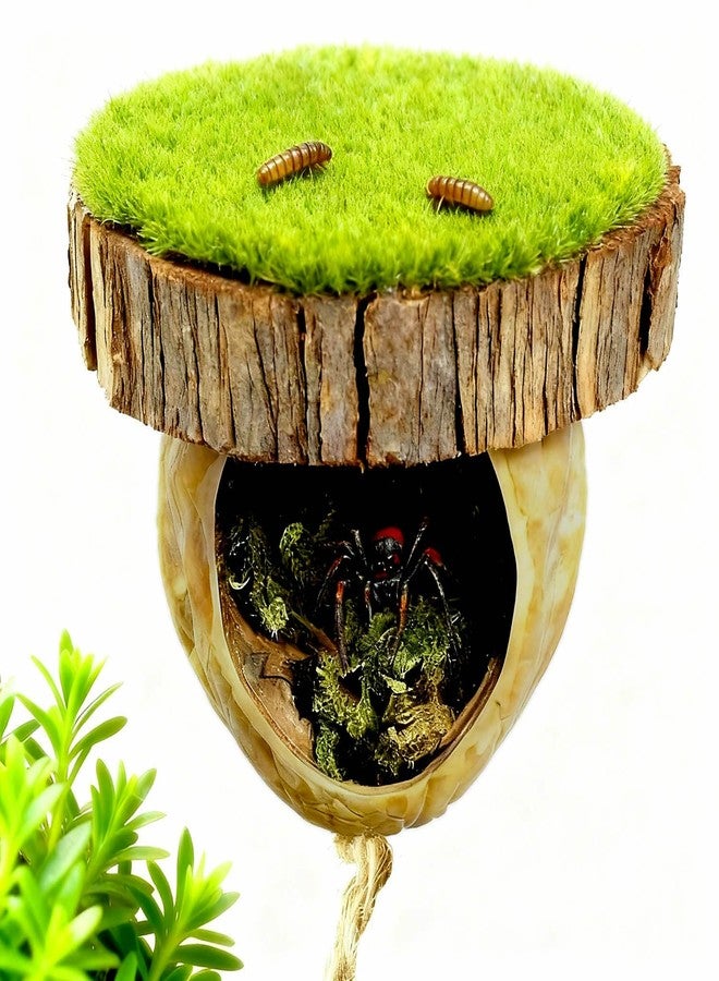 Diycoming Jumping Spider Hiding Habitat,Magnetic Spider Climbing Platform Accessory,Insect Hideouts Made of Natural Materials - Image 1