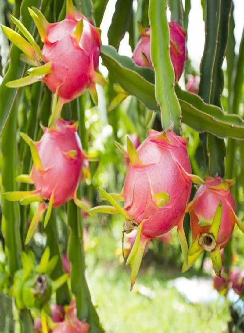 GGOOT 50pcs Fresh Unique Shape Pitaya Seeds Red Oval with Prominent Scales Easy to Cultivate Dragon Fruit is Best Choice to Decorate Courtyard - Image 1