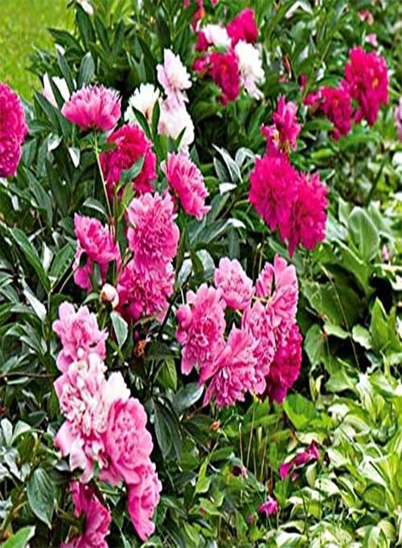GGOOT Tree Peony Seeds, Paeonia suffruticosa,Pink,Tree, Shub(30 Seeds) - Image 2