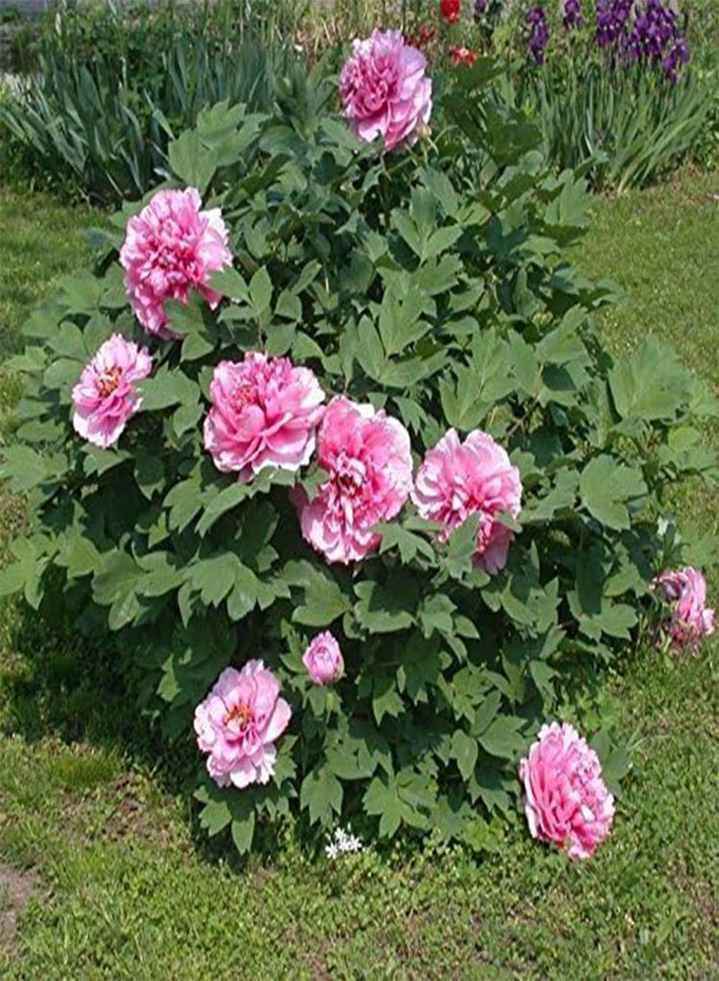 GGOOT Tree Peony Seeds, Paeonia suffruticosa,Pink,Tree, Shub(30 Seeds) - Image 1
