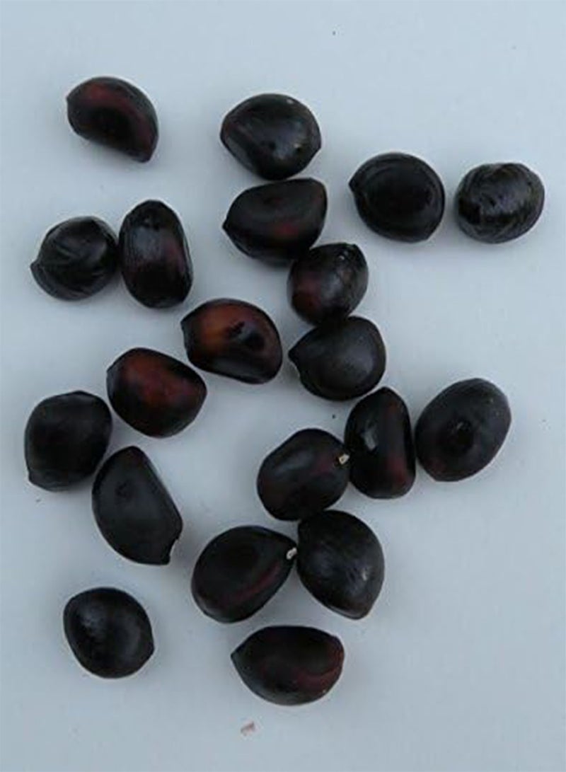 GGOOT Tree Peony Seeds, Paeonia suffruticosa,Pink,Tree, Shub(30 Seeds) - Image 3