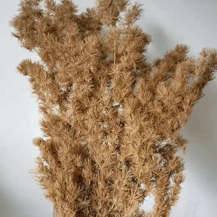 Bluejw Preserved Ming Fern Flower Bunch – 80g Dried Plants for Wedding, Home & Office Decor, Long-Lasting Natural Arrangement - Image 5