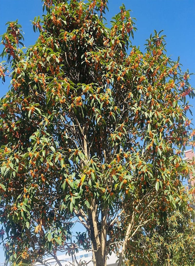 جي جوت 50 قطعة من بذور زهرة أوسمانثوس برتقالية جذابة مناسبة للزراعة في المناطق المفتوحة، زهور زينة متعددة الأغراض - Image 2