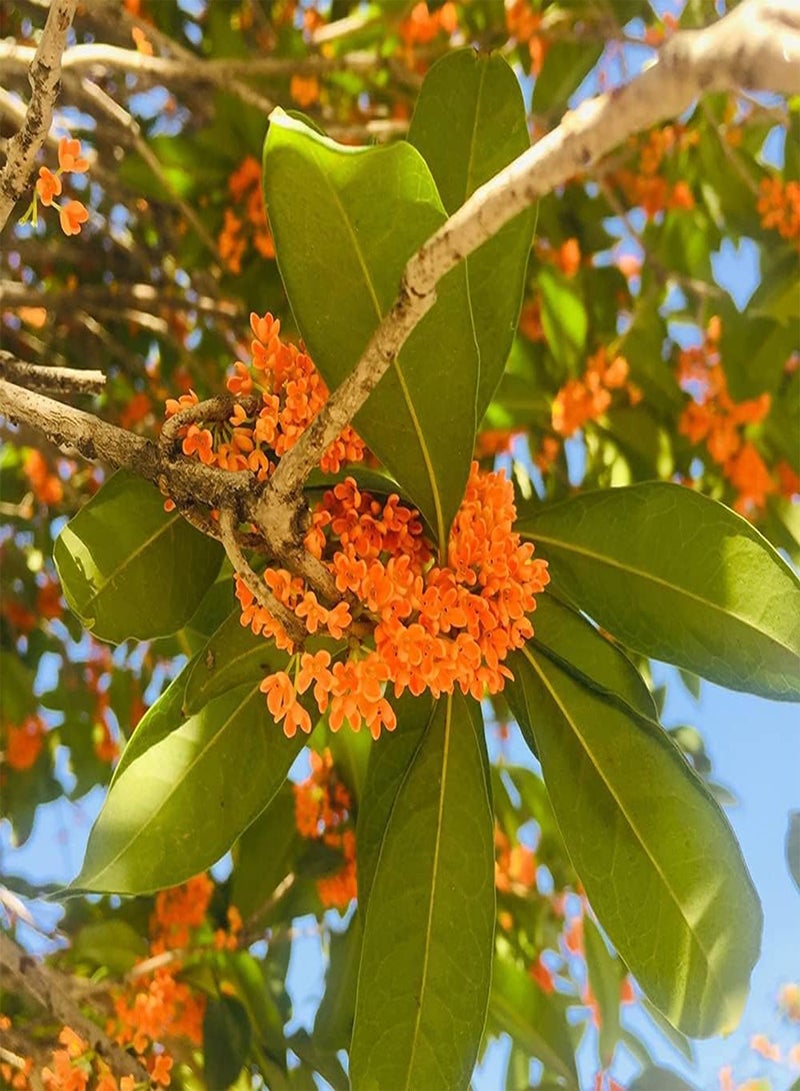 جي جوت 50 قطعة من بذور زهرة أوسمانثوس برتقالية جذابة مناسبة للزراعة في المناطق المفتوحة، زهور زينة متعددة الأغراض - Image 1