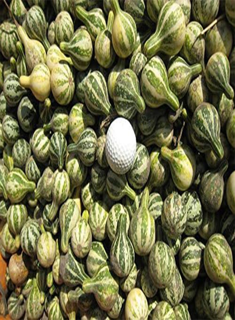 GGOOT Tennessee Dancing Gourd Seeds,A.k.a. Dancing Gourd. Open-pollinated.(100 Seeds) - Image 2