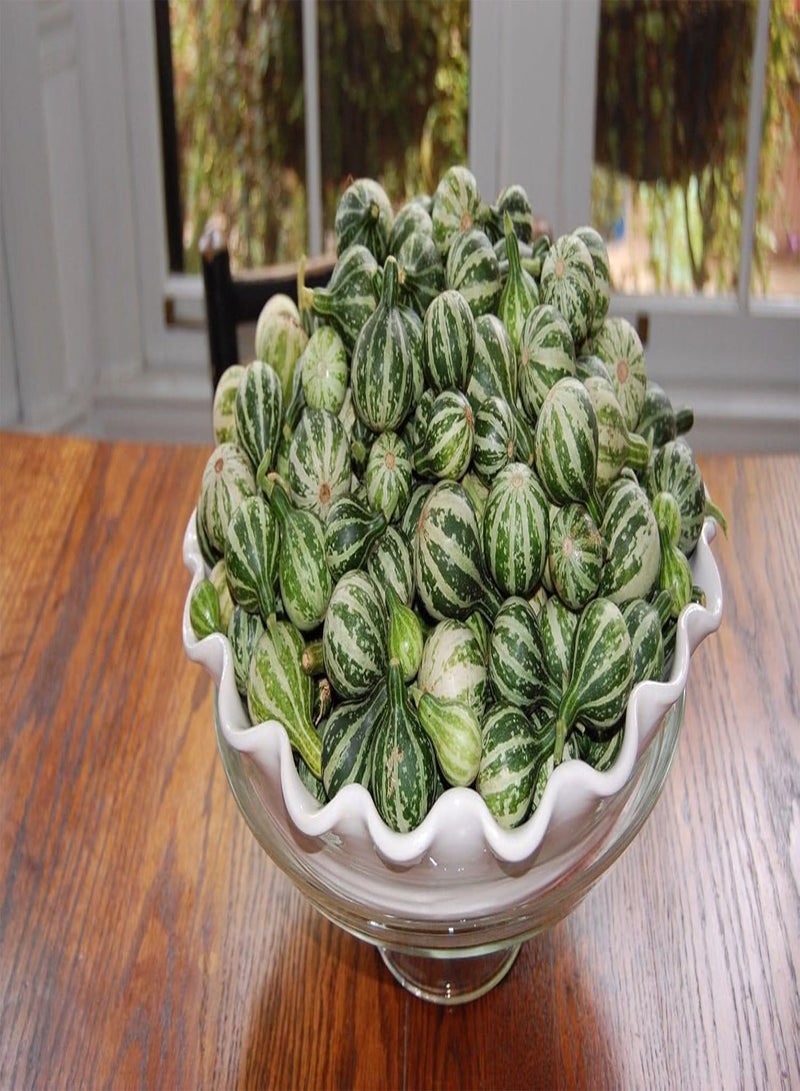 GGOOT Tennessee Dancing Gourd Seeds,A.k.a. Dancing Gourd. Open-pollinated.(100 Seeds) - Image 1