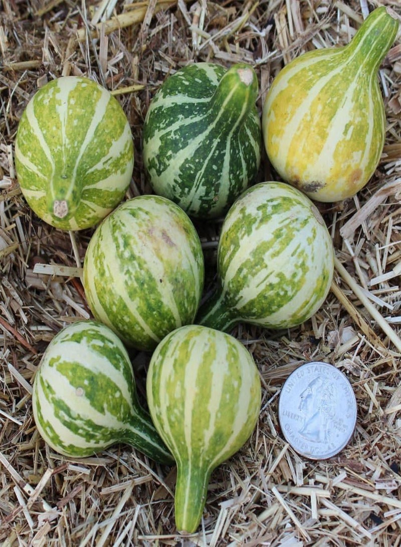 GGOOT Tennessee Dancing Gourd Seeds,A.k.a. Dancing Gourd. Open-pollinated.(100 Seeds) - Image 3