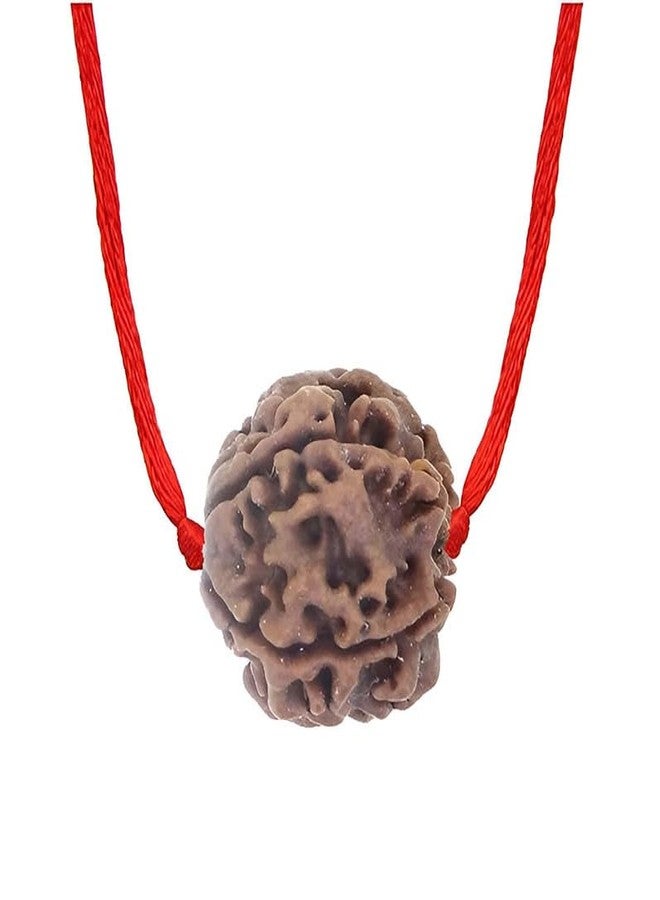 PTM Natural Certified 5 mukhi (five face) Astrological Original Nepali Rudraksha Beads with lab tested certificate - Image 1
