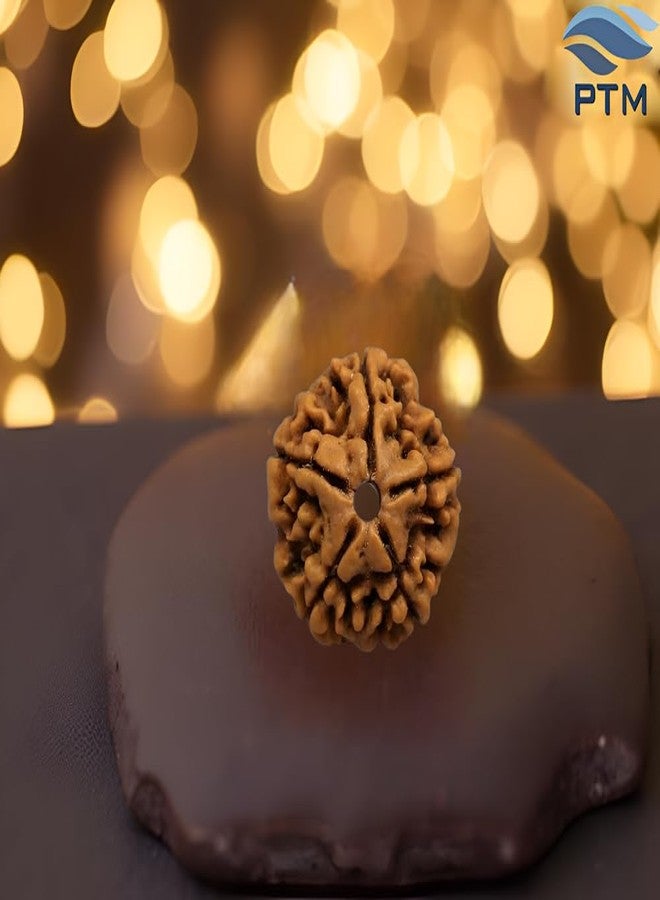 PTM Natural Certified 5 mukhi (five face) Astrological Original Nepali Rudraksha Beads with lab tested certificate - Image 2