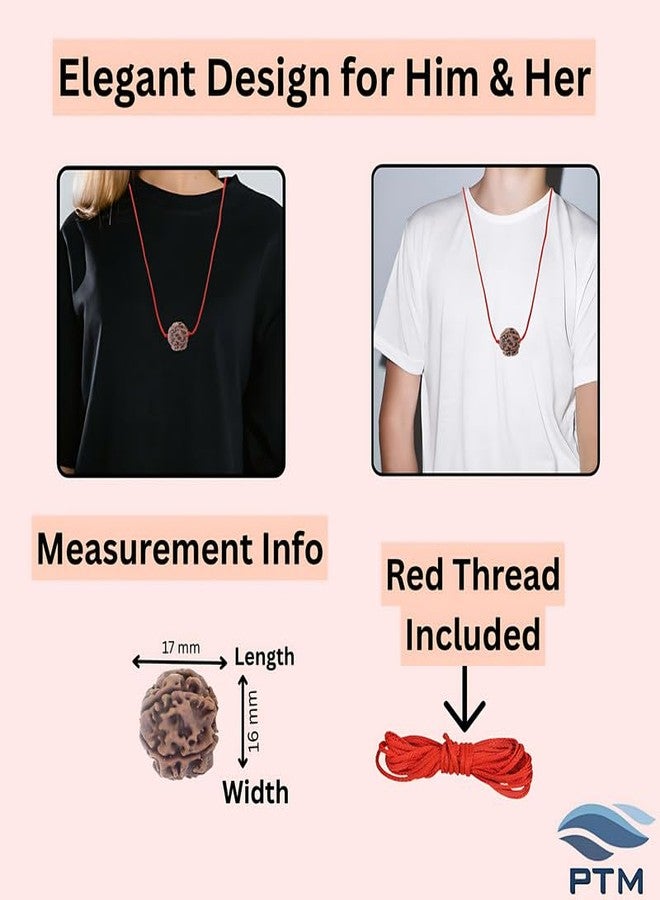 PTM Natural Certified 5 mukhi (five face) Astrological Original Nepali Rudraksha Beads with lab tested certificate - Image 5