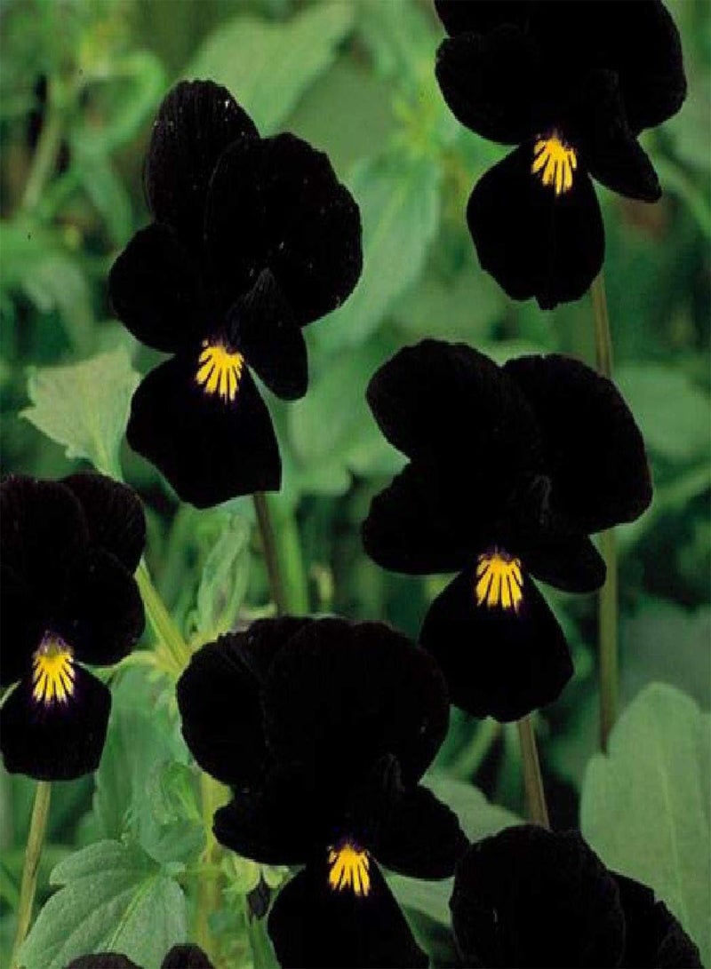 - Viola Sawyers Black 80 pcs (0.073g's approx.) Perennial Flower Seeds