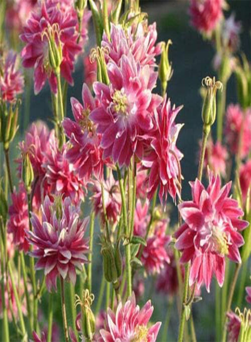 GGOOT Columbine Nora Barlow Pink Aquilegia Vulgaris (PKD) - 250 Bulk Seeds