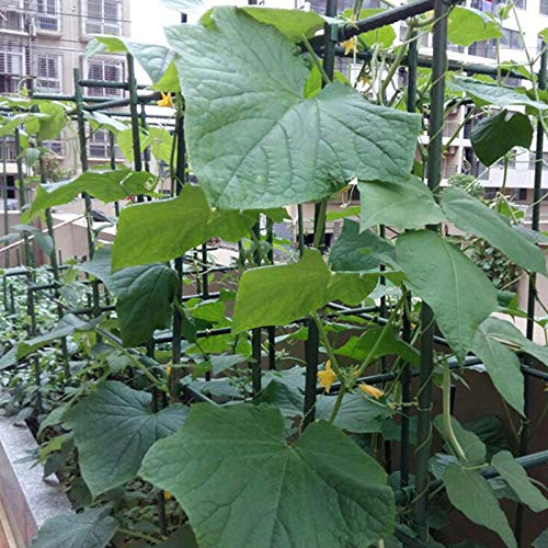 Garmeinea Garden Stakes 30 Inches Plastic Coated Steel Plant Stakes for Growing Climbing Plants, Pack of 25 - Image 5