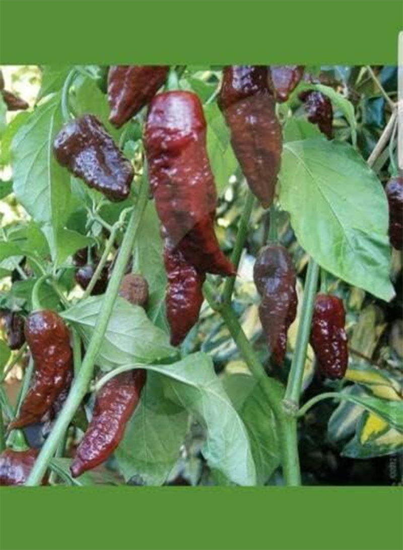 جي جوت فلفل جولوكيا الشبح بنكهة الشوكولاتة والفلفل الحار. التوصيل في المملكة المتحدة فقط. - Image 2