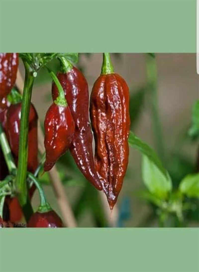 جي جوت فلفل جولوكيا الشبح بنكهة الشوكولاتة والفلفل الحار. التوصيل في المملكة المتحدة فقط. - Image 3