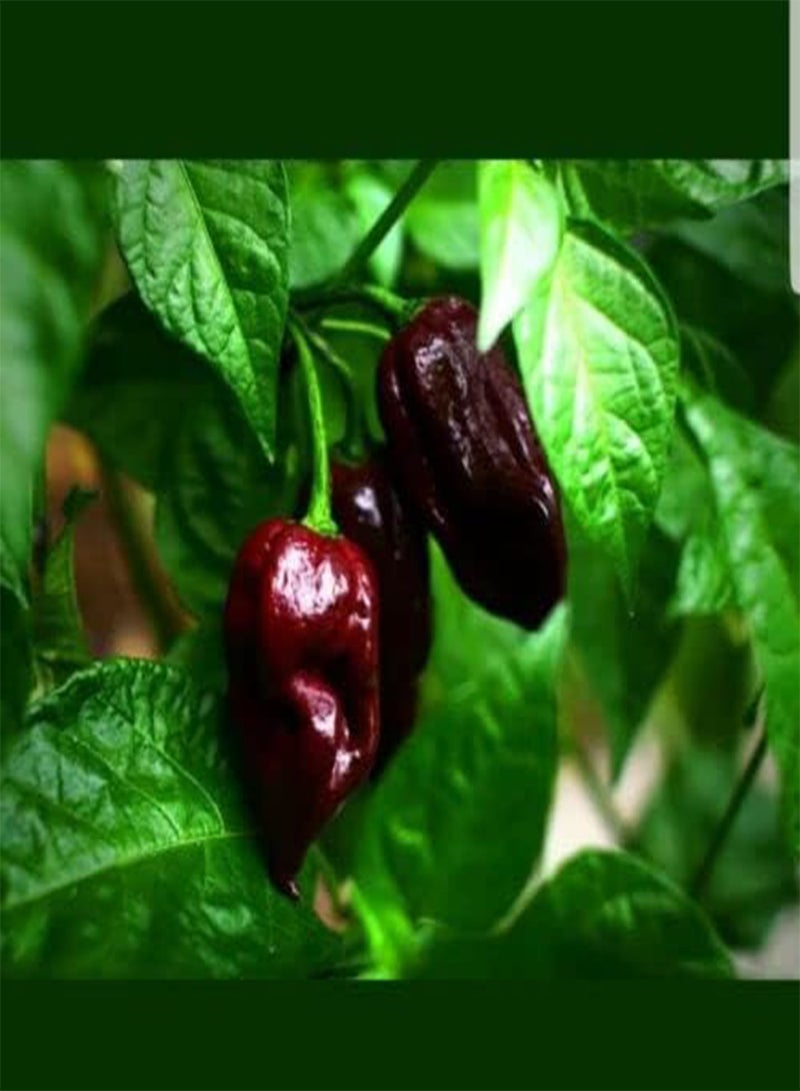 جي جوت فلفل جولوكيا الشبح بنكهة الشوكولاتة والفلفل الحار. التوصيل في المملكة المتحدة فقط. - Image 1