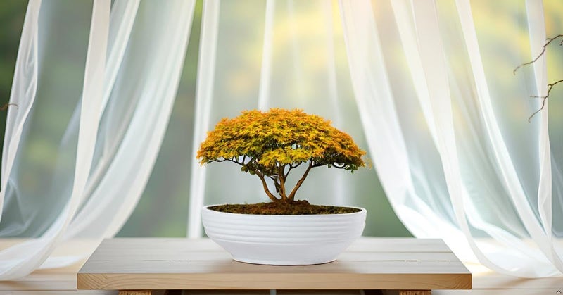 Lasaki Camry Big White Ceramic Bonsai Plant Pot with Drain Holes | Flower Planter for Indoor & Outdoor Plants | Pots Balcony, Home, Garden & Office Succulent Pot (D-30cm X H-10cm) - Image 4