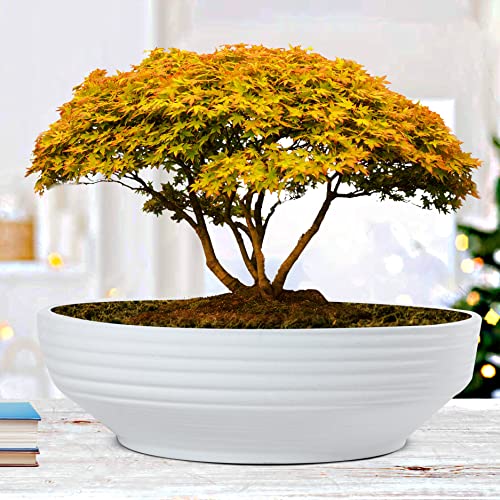 Lasaki Camry Big White Ceramic Bonsai Plant Pot with Drain Holes | Flower Planter for Indoor & Outdoor Plants | Pots Balcony, Home, Garden & Office Succulent Pot (D-30cm X H-10cm) - Image 3