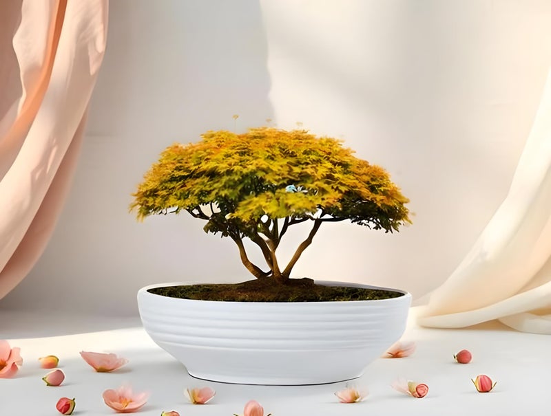 Lasaki Camry Big White Ceramic Bonsai Plant Pot with Drain Holes | Flower Planter for Indoor & Outdoor Plants | Pots Balcony, Home, Garden & Office Succulent Pot (D-30cm X H-10cm) - Image 1