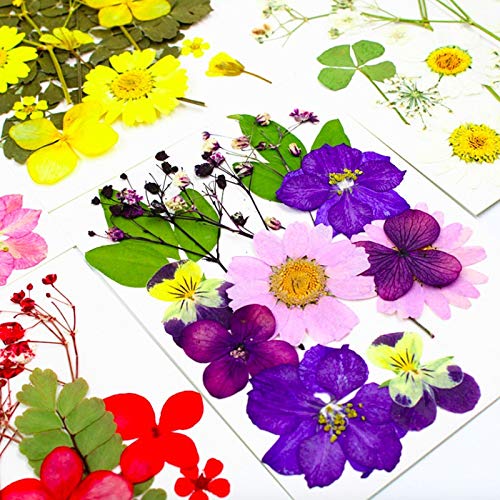 LUCISKY 92 Pcs Purple Dried Pressed Flowers Real Natural Leave Petals for DIY Resin Candle Jewelry Nail Crafts - Image 3