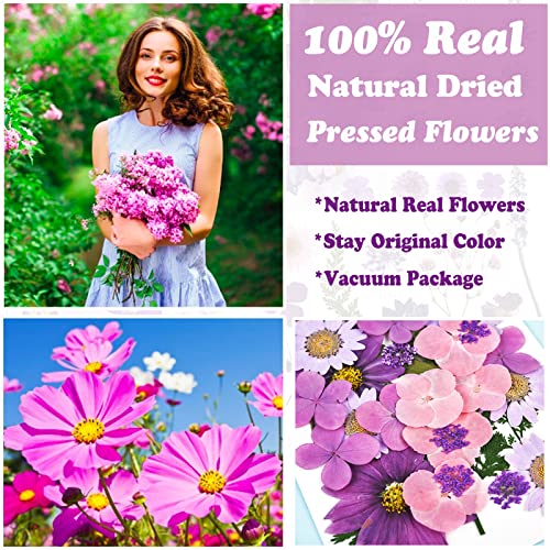 LUCISKY 92 Pcs Purple Dried Pressed Flowers Real Natural Leave Petals for DIY Resin Candle Jewelry Nail Crafts - Image 2