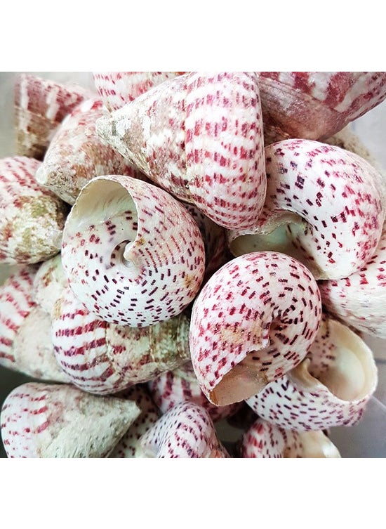 CICI Sea Shell Troca Strawberry - 3.5 cm  - Image 1