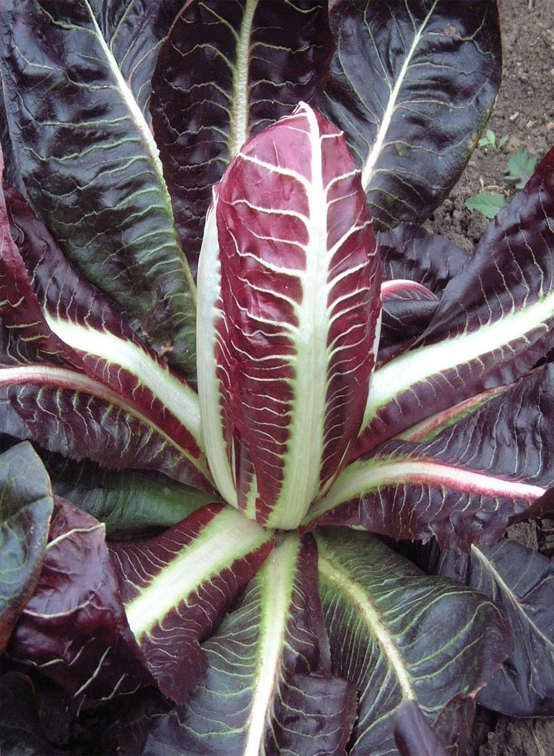 GGOOT Chicory Rossa di Treviso Precoce - Cichorium intybus 'Rossa di Treviso' Vegetable Seeds, Home Garden Planting by Heavy Torch, 900 Seeds