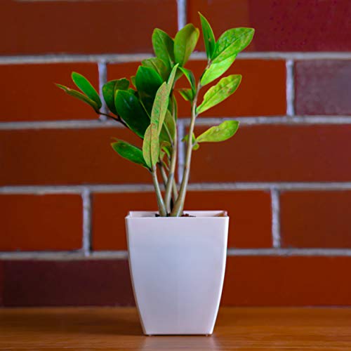 garbnoire Gardening Flower Pots - 5.5 Inch Plastic Flower Pots | Modern Decorative Indoor Outdoor Pots - (Ivory, 5) - Image 1