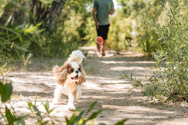 Chuckit! Ultra Ball Dog Toy, Balls for Dogs to Fetch, Durable Rubber, Small 2-inch, Pack of 2 - Image 3