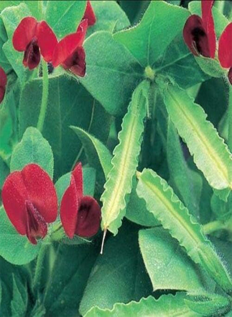 جي جوت بذور الهليون والبازلاء - خضار جذاب غير عادي، سهل الزراعة! أفضل البذور - Image 1