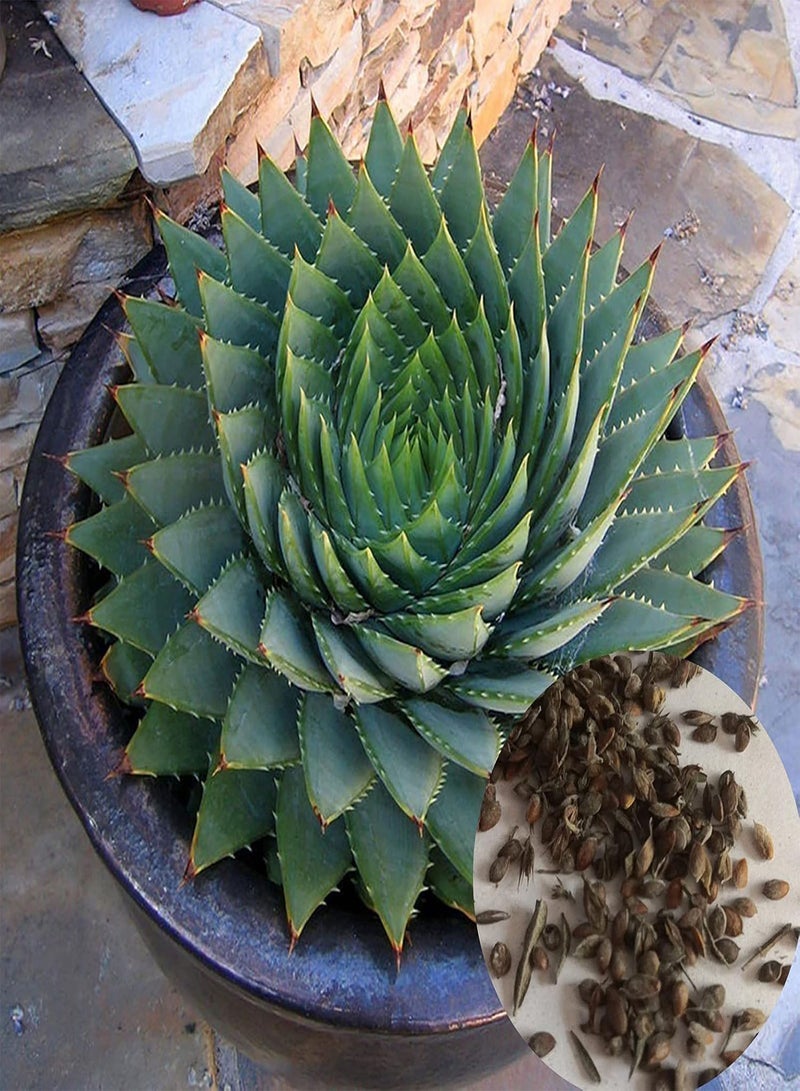 GGOOT 100Pcs/Bag Aloe Seeds for Planting, Succulent Fruit Edible Prolific Drought Tolerant Aloe Seeds for Home Easy to Plant,Gardening,Home Decor - Aloe Seeds  - Image 1