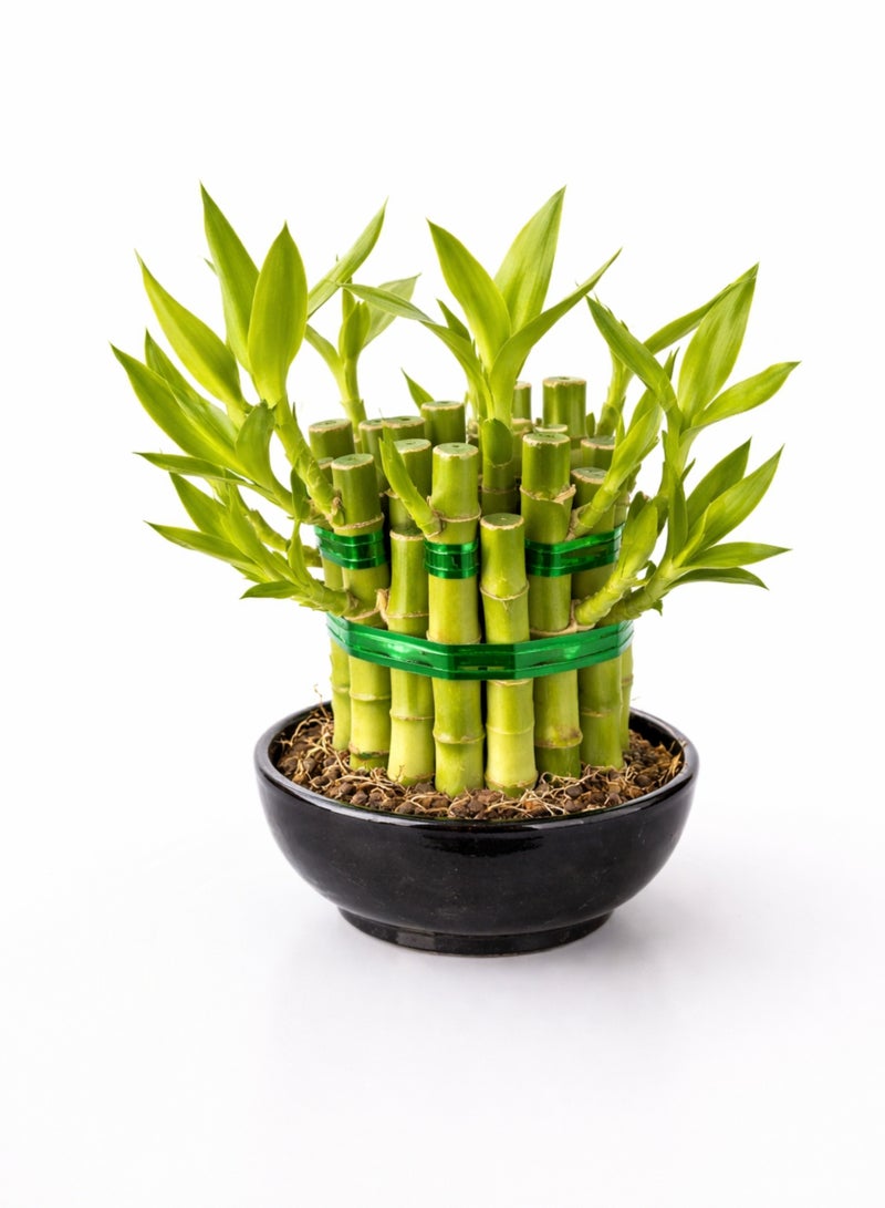 زهر نبات الخيزران المحظوظ (ارتفاع 8-13 سم) | نبات خيزران حيّ وفقًا لمبادئ فنغ شوي | نبات طبيعي داخلي يُوضع على الطاولة | ديكور منزلي ومكتبي سهل العناية - Image 2