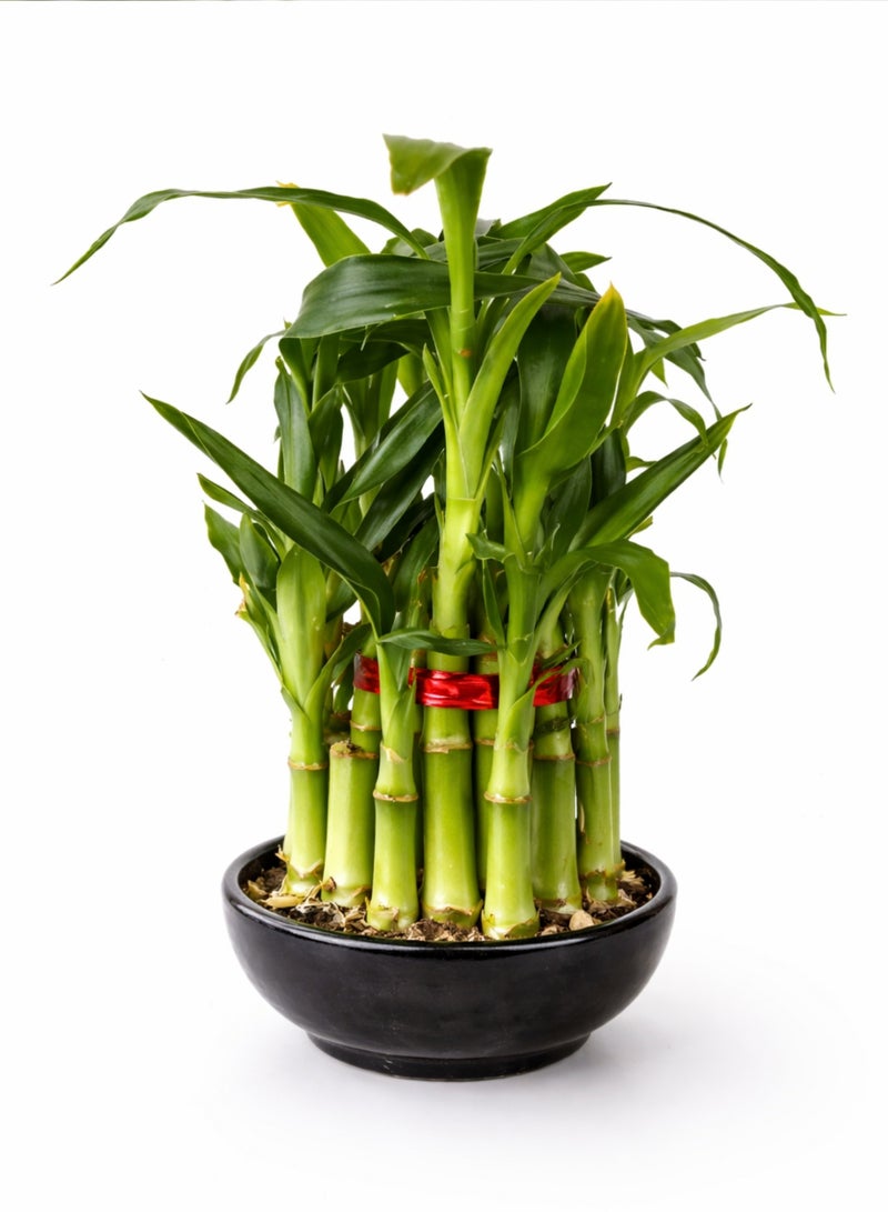 زهر نبات الخيزران المحظوظ (ارتفاع 8-13 سم) | نبات خيزران حيّ وفقًا لمبادئ فنغ شوي | نبات طبيعي داخلي يُوضع على الطاولة | ديكور منزلي ومكتبي سهل العناية - Image 4