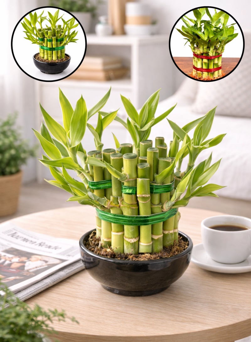 زهر نبات الخيزران المحظوظ (ارتفاع 8-13 سم) | نبات خيزران حيّ وفقًا لمبادئ فنغ شوي | نبات طبيعي داخلي يُوضع على الطاولة | ديكور منزلي ومكتبي سهل العناية - Image 1