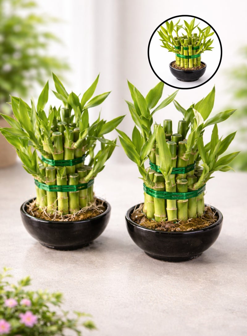 زهر نبات الخيزران المحظوظ (ارتفاع 8-13 سم) | نبات خيزران حيّ وفقًا لمبادئ فنغ شوي | نبات طبيعي داخلي يُوضع على الطاولة | ديكور منزلي ومكتبي سهل العناية - Image 3
