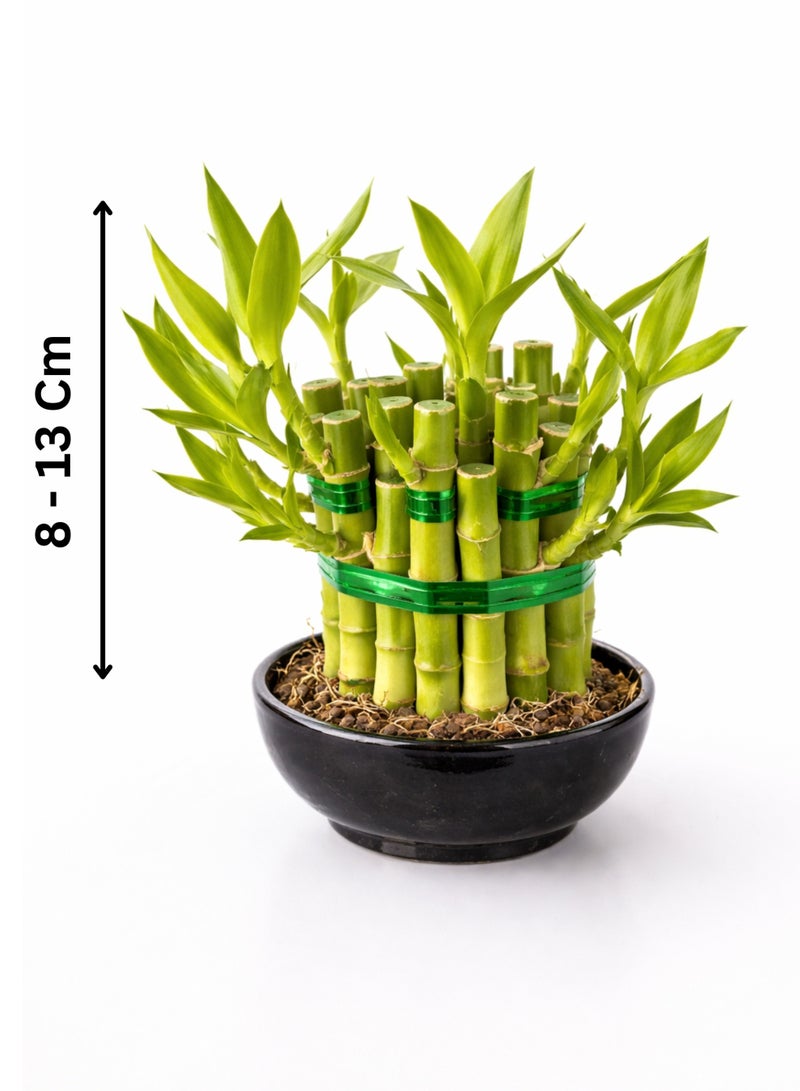 بلانت نبات الخيزران المحظوظ (ارتفاع 8-13 سم) | نبات خيزران حيّ وفقًا لمبادئ فنغ شوي | نبات طبيعي داخلي يُوضع على الطاولة | ديكور منزلي ومكتبي سهل العناية - Image 2
