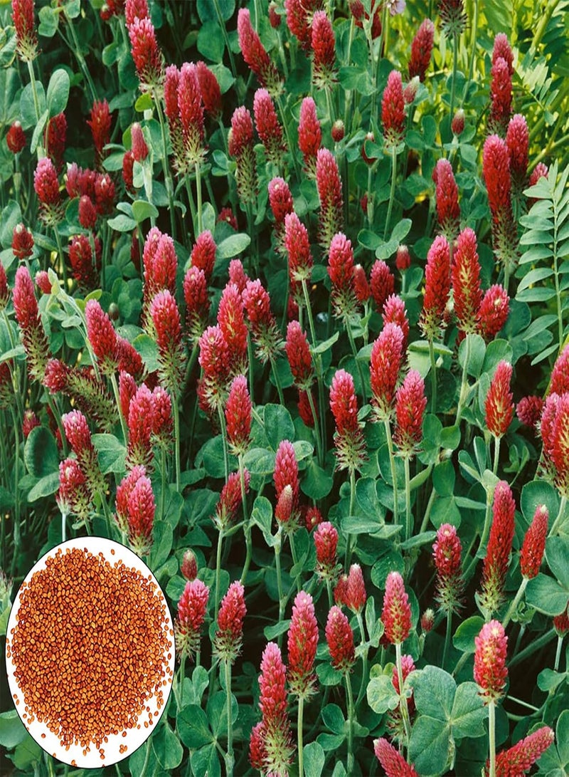 GGOOT 300Pcs/Bag Trifolium Repens Seeds, Non GMO Fast Growing High Germination Grass Seeds for Home Courtyard Balcony Yard Garden Flower Seeds for - Image 1